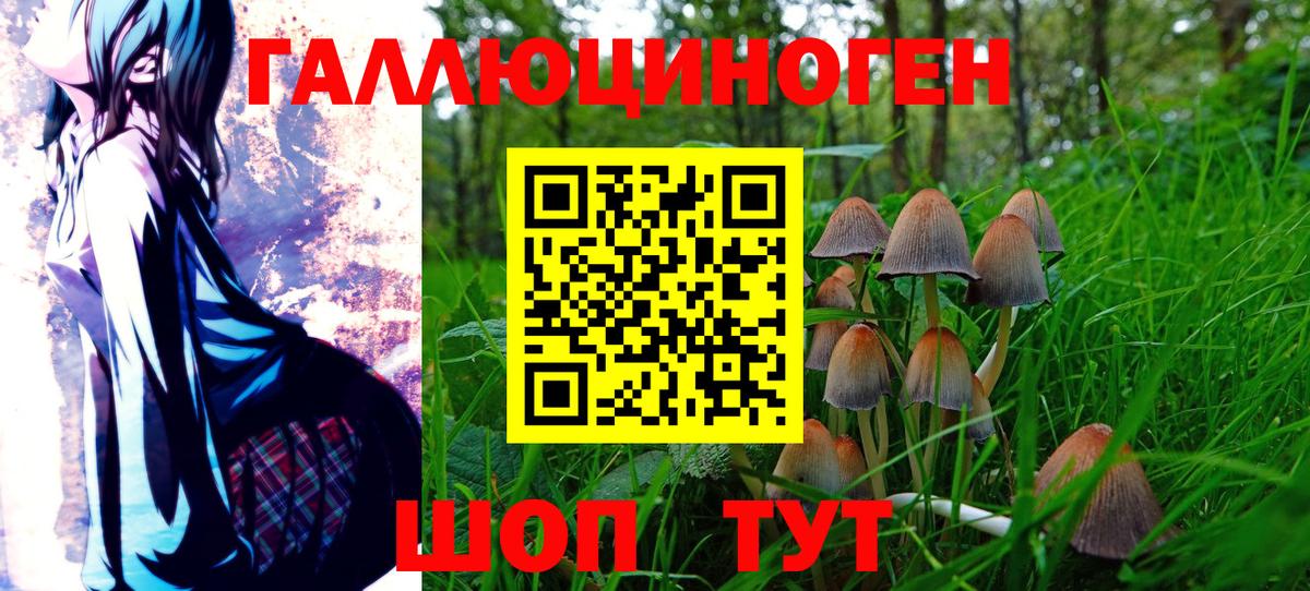 Шарыпово  Псилоцибиновые грибы прущие грибы  Вход с VPN  Псилоцибиновые грибы Psilocybine cubensis 